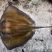 stingray_roughtail_lab_jar_h_0018_cub0448.jpg